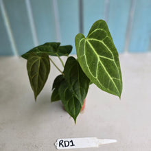 Load image into Gallery viewer, #RD1 Three x Anthurium Crystallinum x