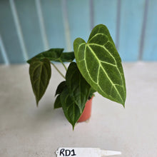 Load image into Gallery viewer, #RD1 Three x Anthurium Crystallinum x