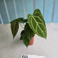 Load image into Gallery viewer, #RD1 Three x Anthurium Crystallinum x