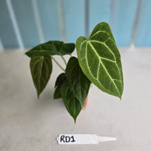 Load image into Gallery viewer, #RD1 Three x Anthurium Crystallinum x