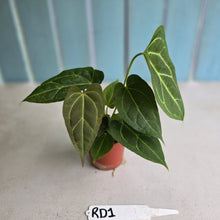 Load image into Gallery viewer, #RD1 Three x Anthurium Crystallinum x