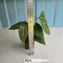 Load image into Gallery viewer, #RD1 Three x Anthurium Crystallinum x