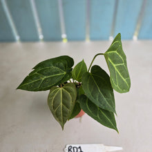 Load image into Gallery viewer, #RD1 Three x Anthurium Crystallinum x