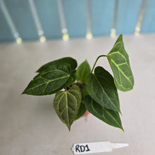 Load image into Gallery viewer, #RD1 Three x Anthurium Crystallinum x