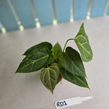 Load image into Gallery viewer, #RD1 Three x Anthurium Crystallinum x