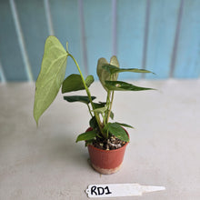 Load image into Gallery viewer, #RD1 Three x Anthurium Crystallinum x