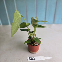 Load image into Gallery viewer, #RD1 Three x Anthurium Crystallinum x