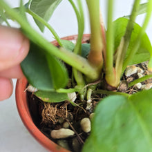 Load image into Gallery viewer, #RD1 Three x Anthurium Crystallinum x