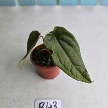 Load image into Gallery viewer, #R43 Two x Headed Anthurium Luxurians x