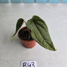 Load image into Gallery viewer, #R43 Two x Headed Anthurium Luxurians x