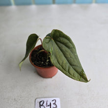 Load image into Gallery viewer, #R43 Two x Headed Anthurium Luxurians x