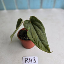 Load image into Gallery viewer, #R43 Two x Headed Anthurium Luxurians x