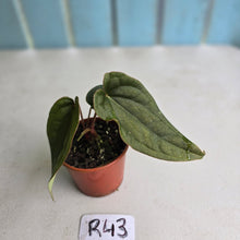Load image into Gallery viewer, #R43 Two x Headed Anthurium Luxurians x