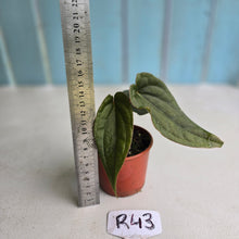 Load image into Gallery viewer, #R43 Two x Headed Anthurium Luxurians x
