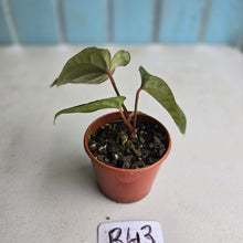 Load image into Gallery viewer, #R43 Two x Headed Anthurium Luxurians x