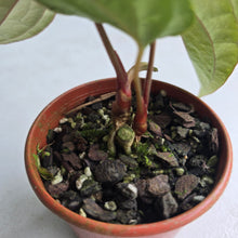 Load image into Gallery viewer, #R43 Two x Headed Anthurium Luxurians x