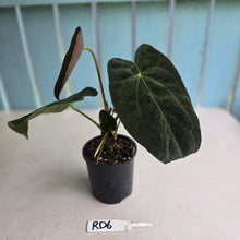 Load image into Gallery viewer, #RD6 Dark Anthurium NOID - With Pup