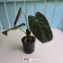 Load image into Gallery viewer, #RD6 Dark Anthurium NOID - With Pup