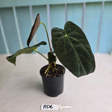 Load image into Gallery viewer, #RD6 Dark Anthurium NOID - With Pup