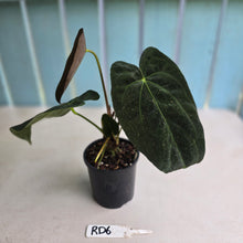 Load image into Gallery viewer, #RD6 Dark Anthurium NOID - With Pup