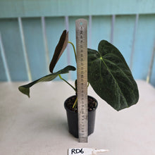 Load image into Gallery viewer, #RD6 Dark Anthurium NOID - With Pup