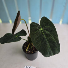 Load image into Gallery viewer, #RD6 Dark Anthurium NOID - With Pup