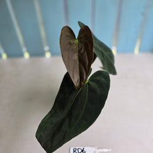 Load image into Gallery viewer, #RD6 Dark Anthurium NOID - With Pup
