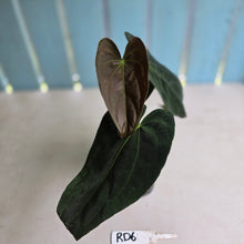 Load image into Gallery viewer, #RD6 Dark Anthurium NOID - With Pup