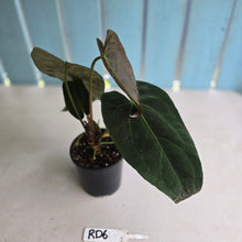 Load image into Gallery viewer, #RD6 Dark Anthurium NOID - With Pup