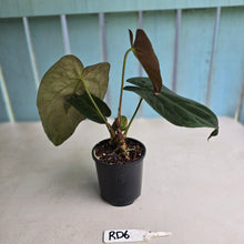 Load image into Gallery viewer, #RD6 Dark Anthurium NOID - With Pup