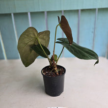 Load image into Gallery viewer, #RD6 Dark Anthurium NOID - With Pup