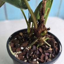 Load image into Gallery viewer, #RD6 Dark Anthurium NOID - With Pup