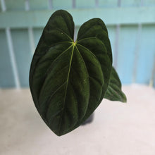 Load image into Gallery viewer, #D64 Large Bullate Anthurium NOID