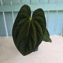 Load image into Gallery viewer, #D64 Large Bullate Anthurium NOID