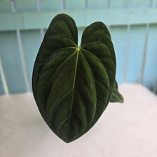 Load image into Gallery viewer, #D64 Large Bullate Anthurium NOID