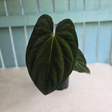 Load image into Gallery viewer, #D64 Large Bullate Anthurium NOID