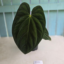 Load image into Gallery viewer, #D64 Large Bullate Anthurium NOID