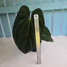 Load image into Gallery viewer, #D64 Large Bullate Anthurium NOID