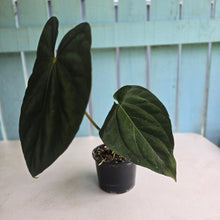 Load image into Gallery viewer, #D64 Large Bullate Anthurium NOID