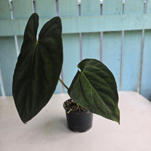 Load image into Gallery viewer, #D64 Large Bullate Anthurium NOID