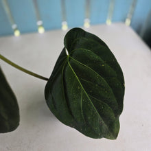 Load image into Gallery viewer, #D64 Large Bullate Anthurium NOID