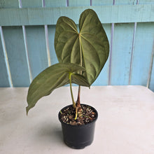 Load image into Gallery viewer, #D64 Large Bullate Anthurium NOID