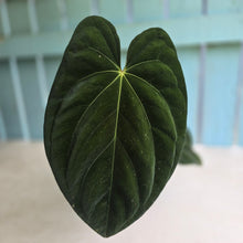 Load image into Gallery viewer, #D64 Large Bullate Anthurium NOID