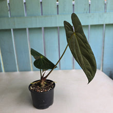 Load image into Gallery viewer, #D64 Large Bullate Anthurium NOID