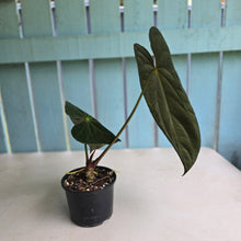 Load image into Gallery viewer, #D64 Large Bullate Anthurium NOID