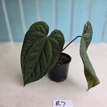 Load image into Gallery viewer, #R7 Dark Anthurium NOID