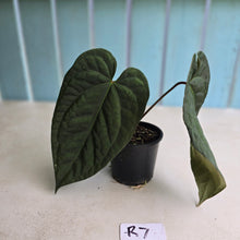 Load image into Gallery viewer, #R7 Dark Anthurium NOID