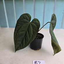 Load image into Gallery viewer, #R7 Dark Anthurium NOID