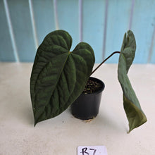 Load image into Gallery viewer, #R7 Dark Anthurium NOID