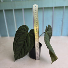 Load image into Gallery viewer, #R7 Dark Anthurium NOID
